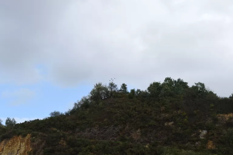 Front de taille végétalisé en carrière illustrant la réhabilitation écologique et l’accueil de la faune